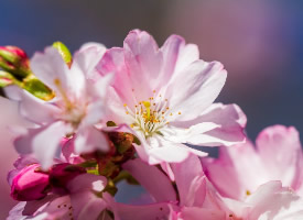 粉嫩茂盛的樱花图片
